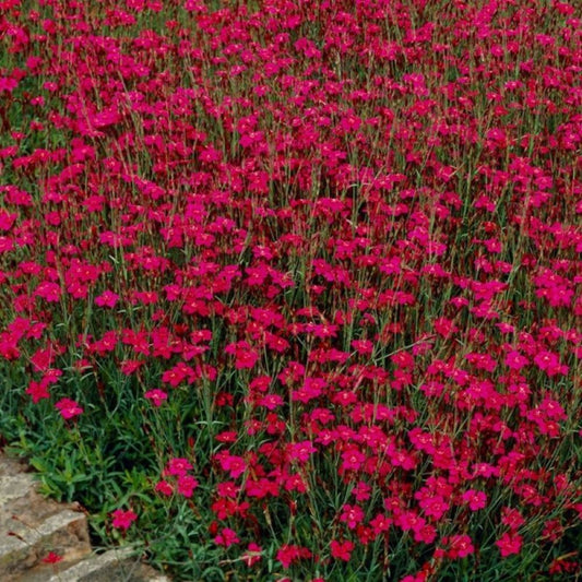 Dianthus - Carmine Red