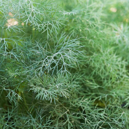 Dill - Tetra