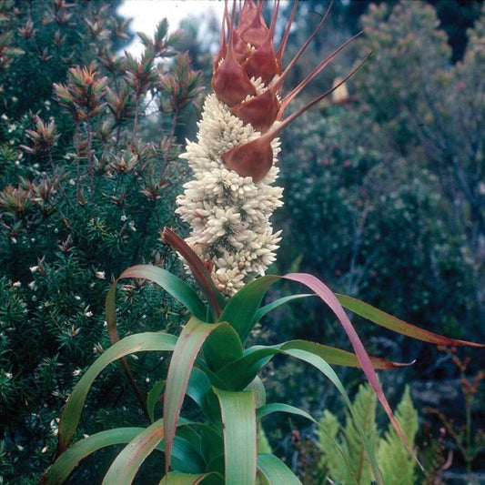 Dragon Heath