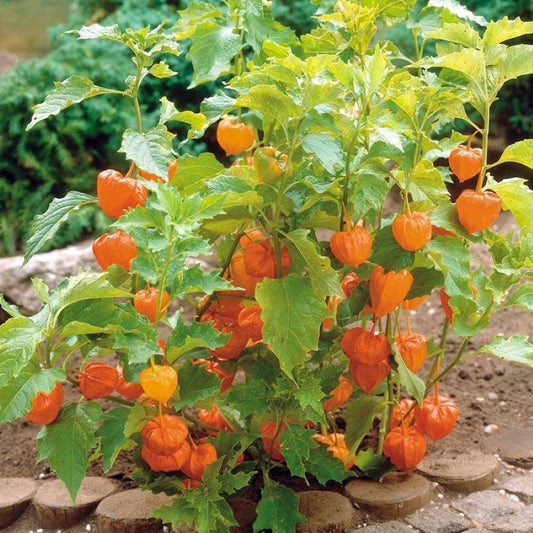 Cape Gooseberry - Dwarf
