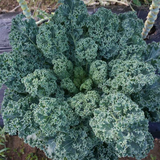 Kale - Dwarf Blue