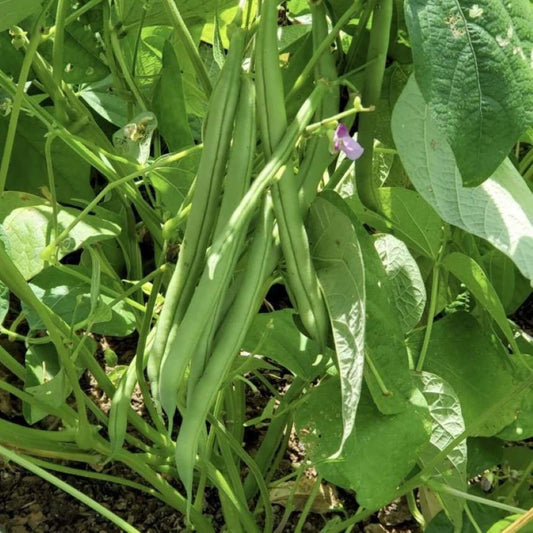 Beans - Dwarf Provider