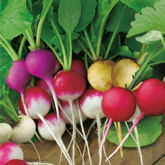 Radish - Easter Egg