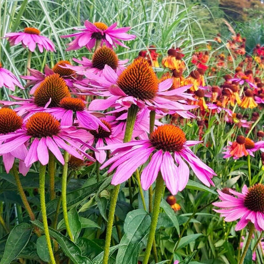 Echinacea