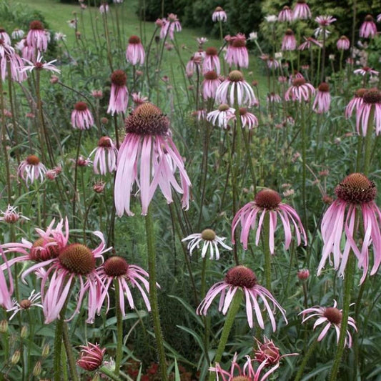 Echinacea - Pale Purple Coneflower