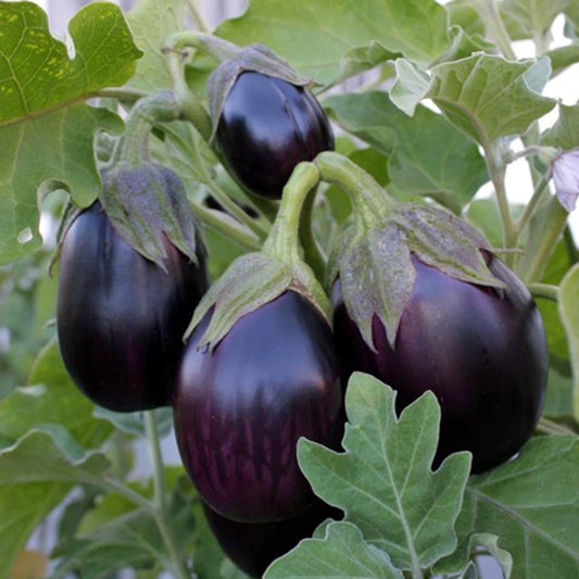 Eggplant - Black