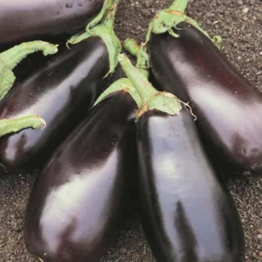 Eggplant - Florida Market