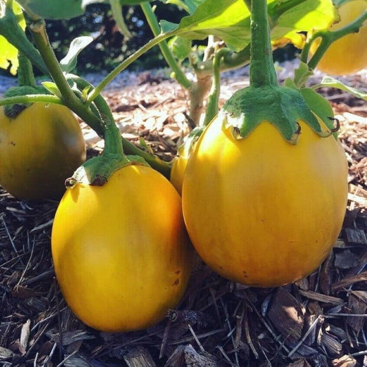 Eggplant - Golden Eggs