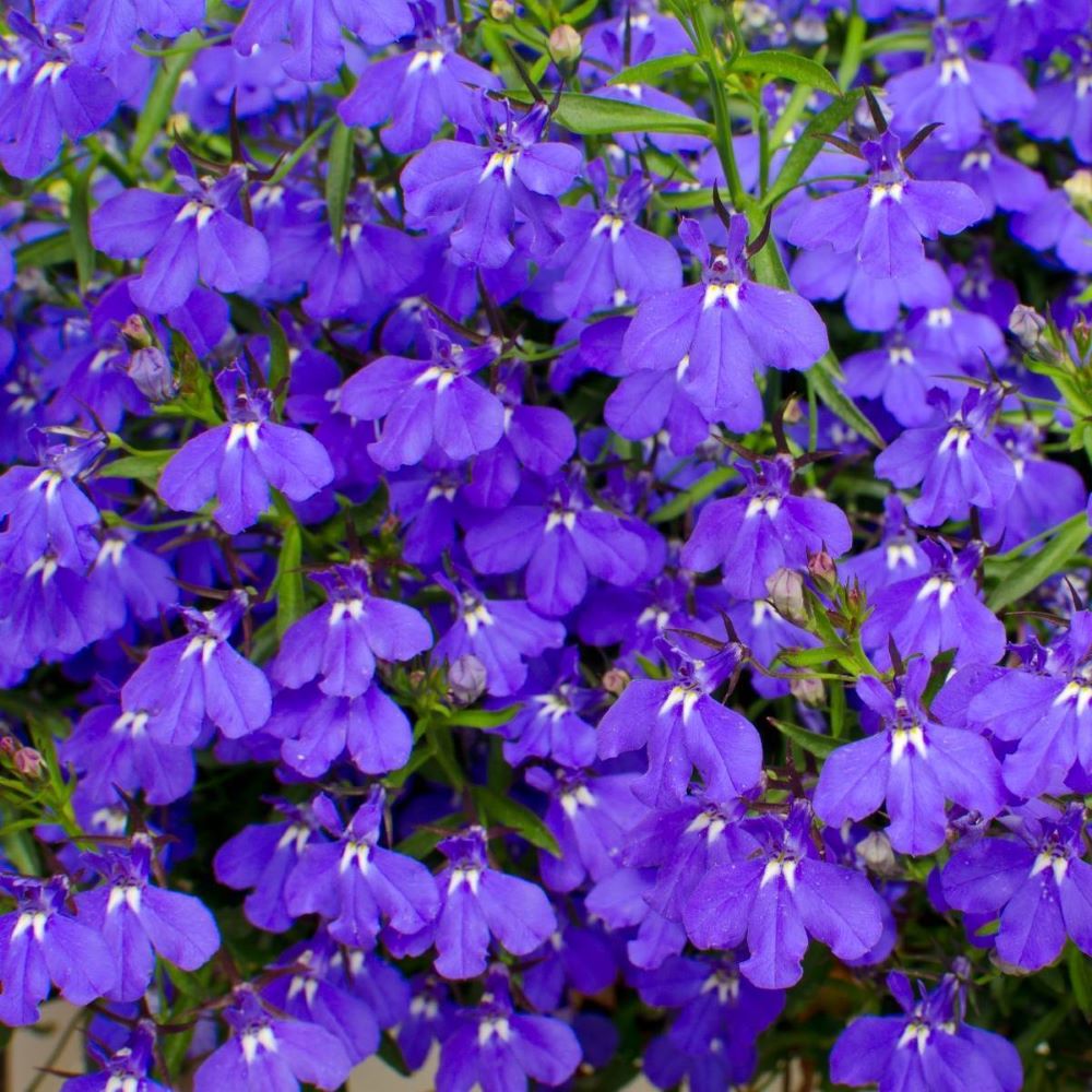 Lobelia - Emperor William