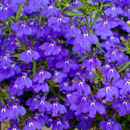 Lobelia - Emperor William