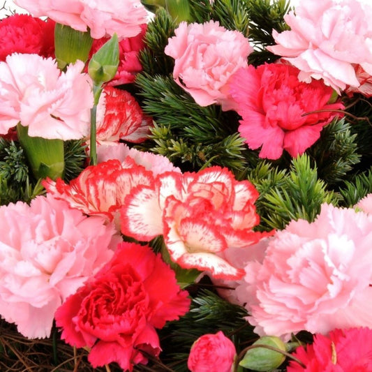Carnation - Enfante de Nice Mix