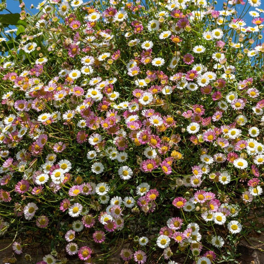 Seaside Daisy
