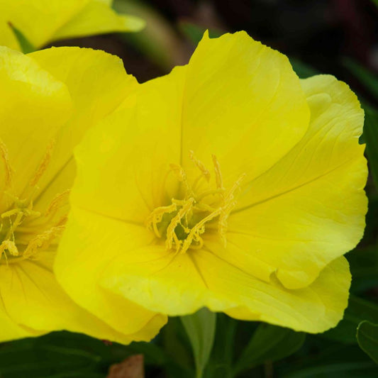 Evening Primrose
