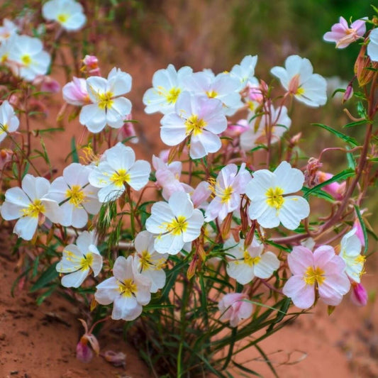Evening Primrose - Innocence