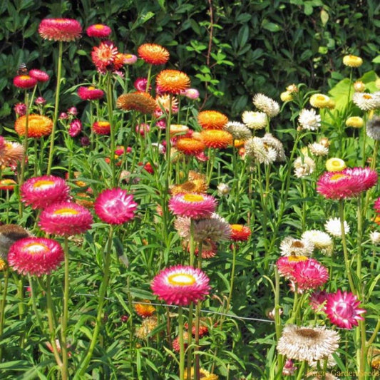 Everlasting Daisy - Mix