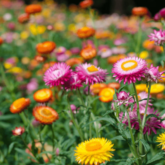 Everlasting Daisy - Tom Thumb Mix