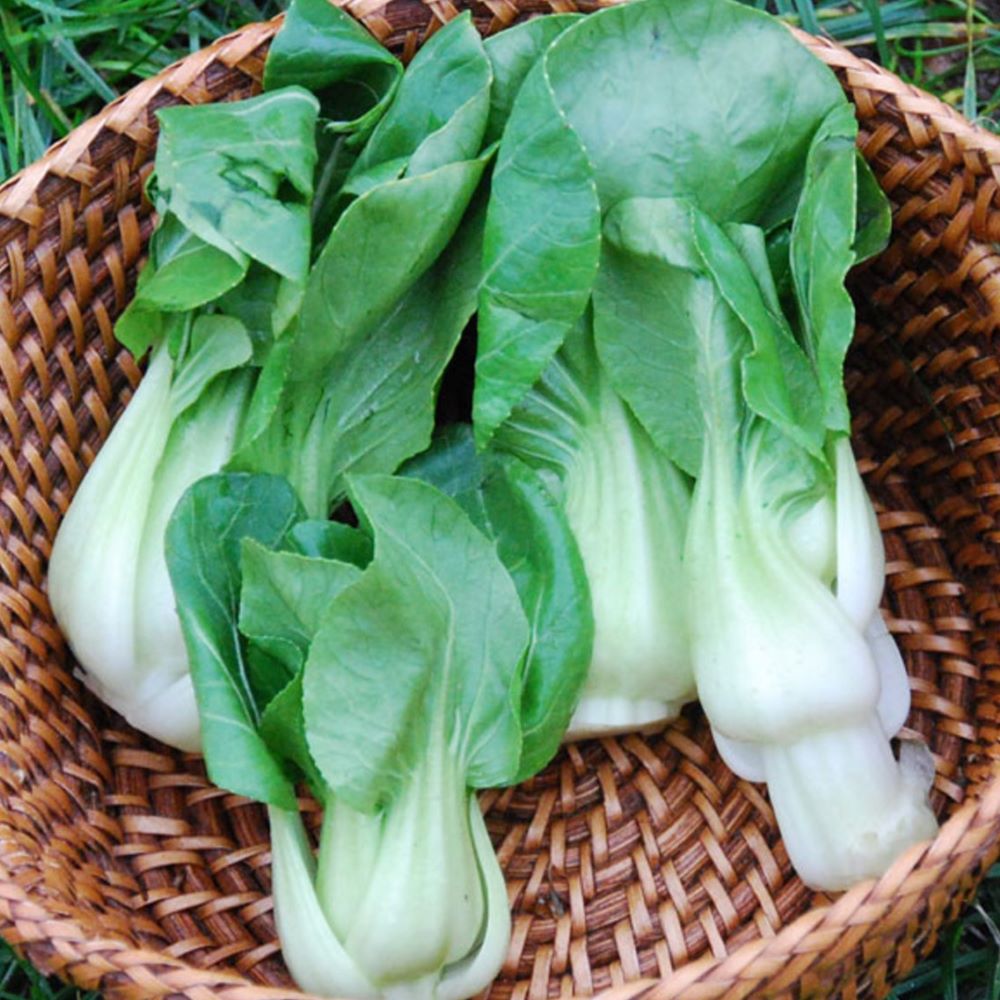 Pak Choi - Extra Dwarf