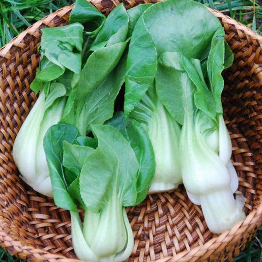 Pak Choi - Extra Dwarf