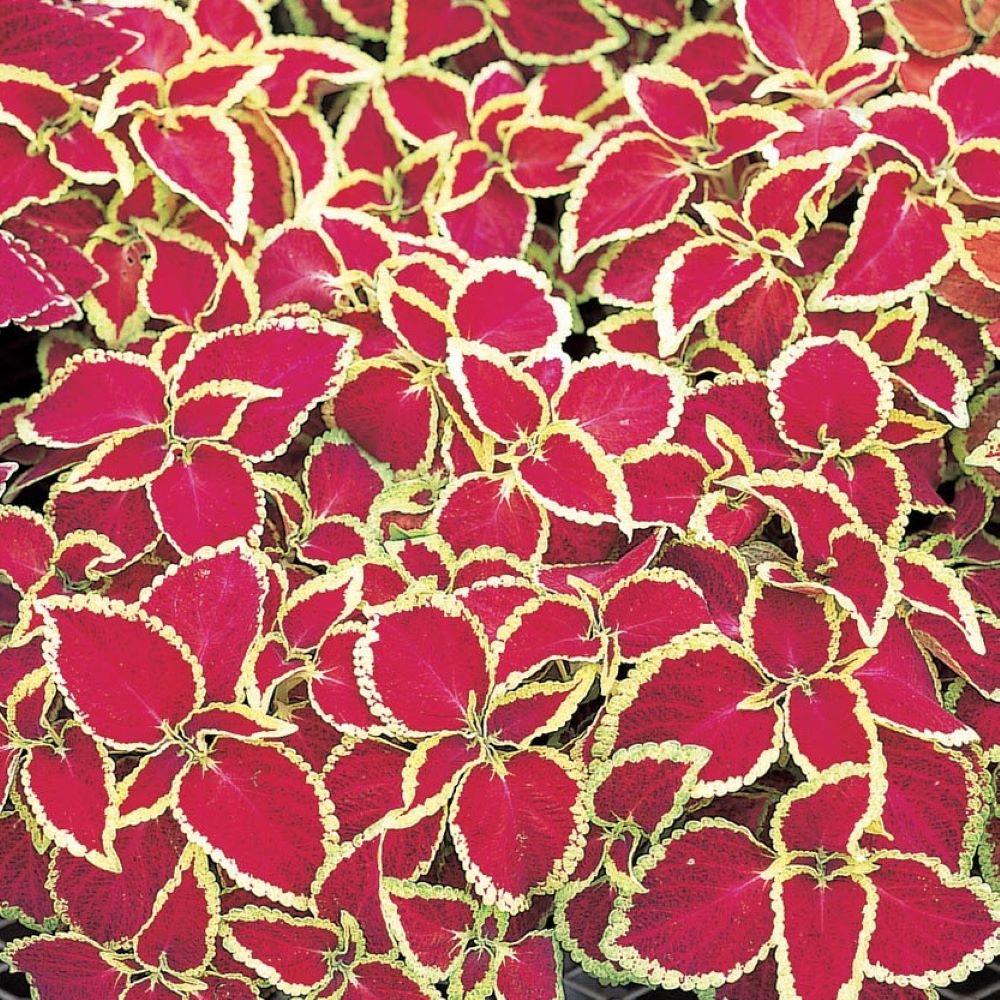 Ruby Ruffles Coleus Coleus - Fairways Ruby – SJ Plants