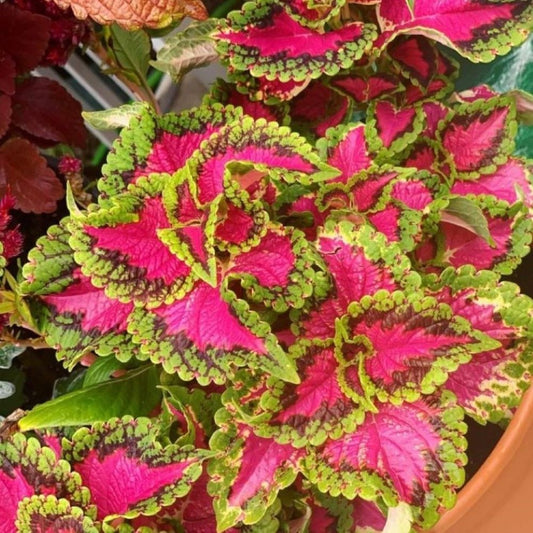 Coleus - Fairways Rose