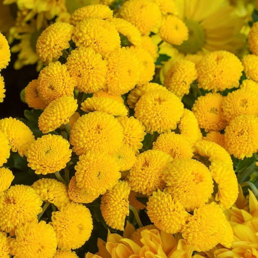 Feverfew - Golden Ball