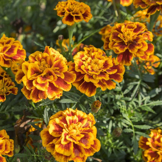 French Marigold - Fiesta