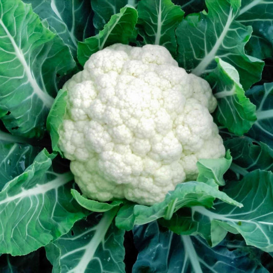 Cauliflower - First Early