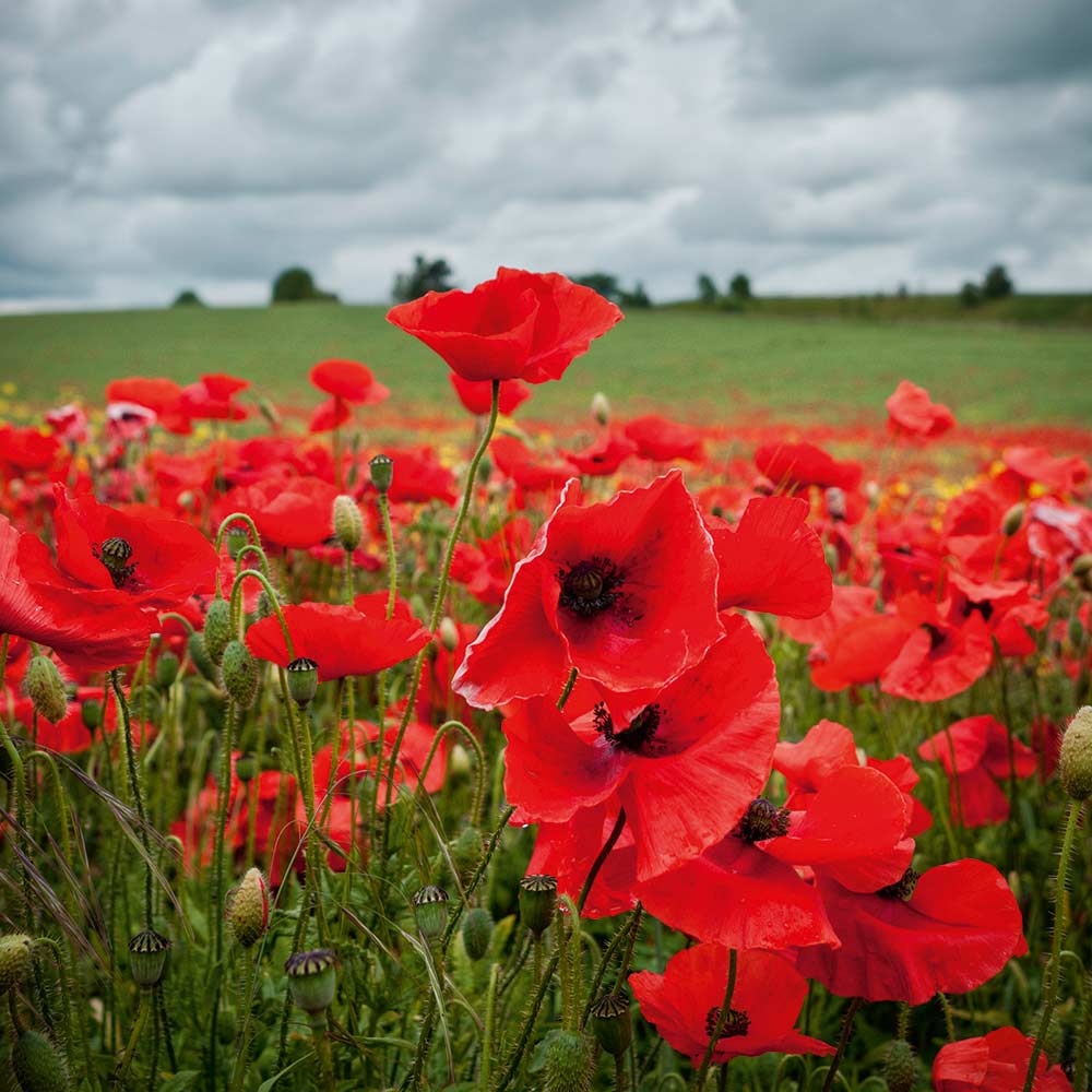 Flanders Poppy