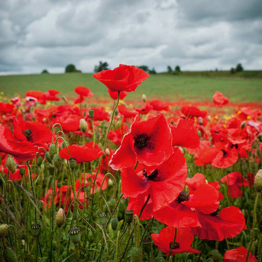 Flanders Poppy