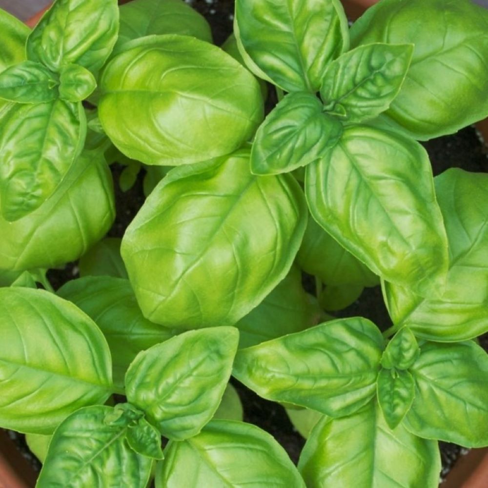Basil - Gecofure