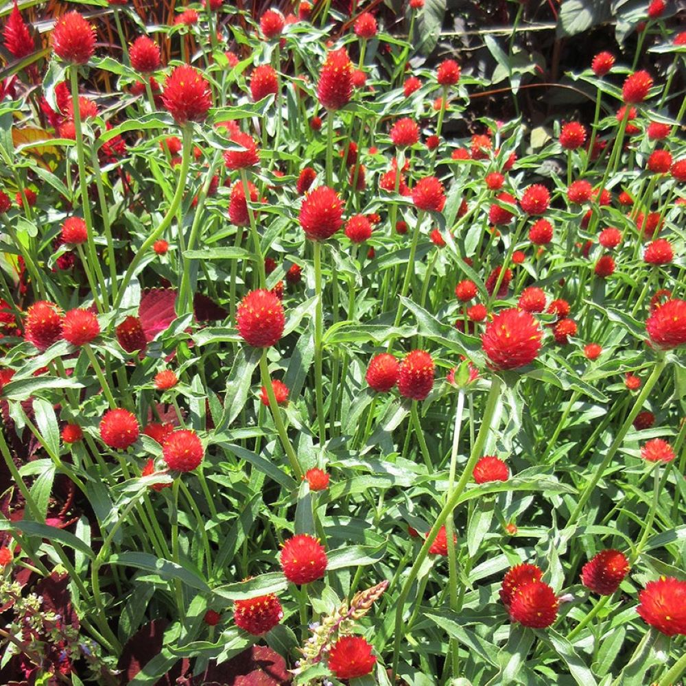 Globe Amaranth - Strawberry Fields