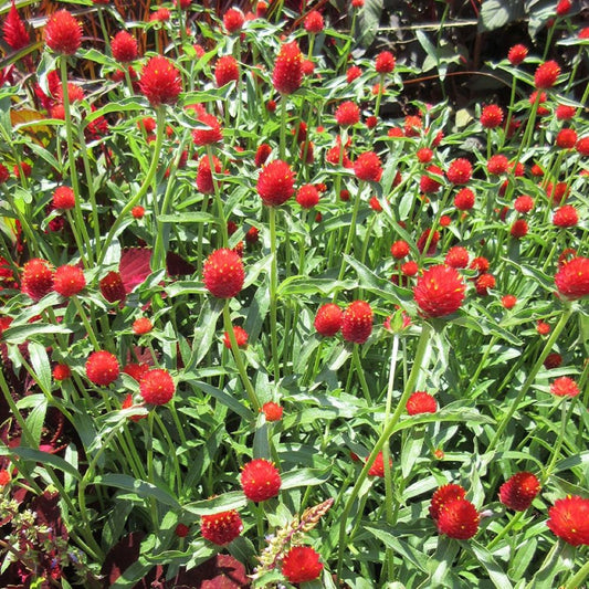 Globe Amaranth - Strawberry Fields