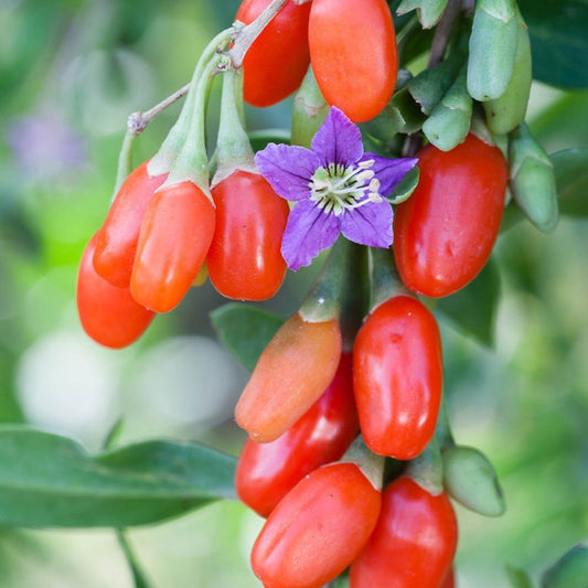Goji Berry