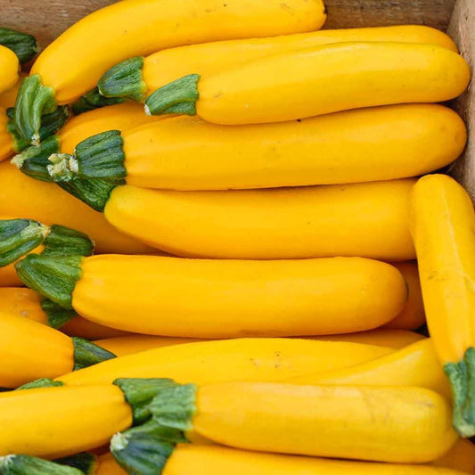 Zucchini - Goldrush
