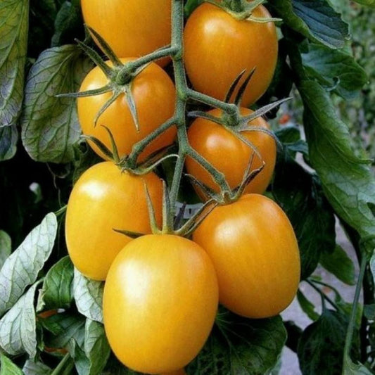 Tomato - Gold Roma
