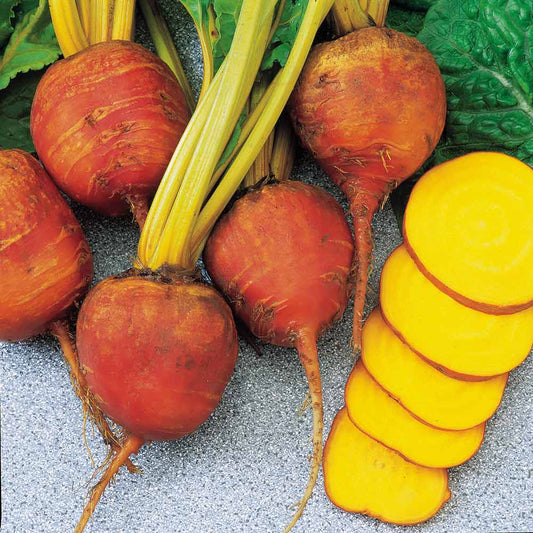 Beetroot - Golden Detroit