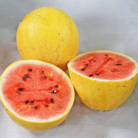 Watermelon - Golden Midget