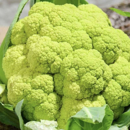Cauliflower - Macerata Green