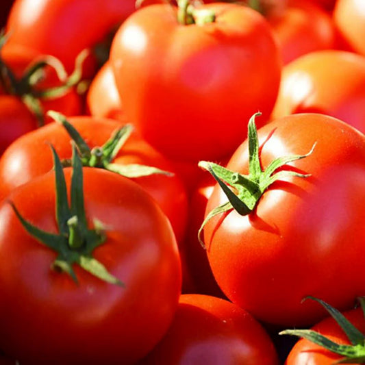 Tomato - Grosse Lisse
