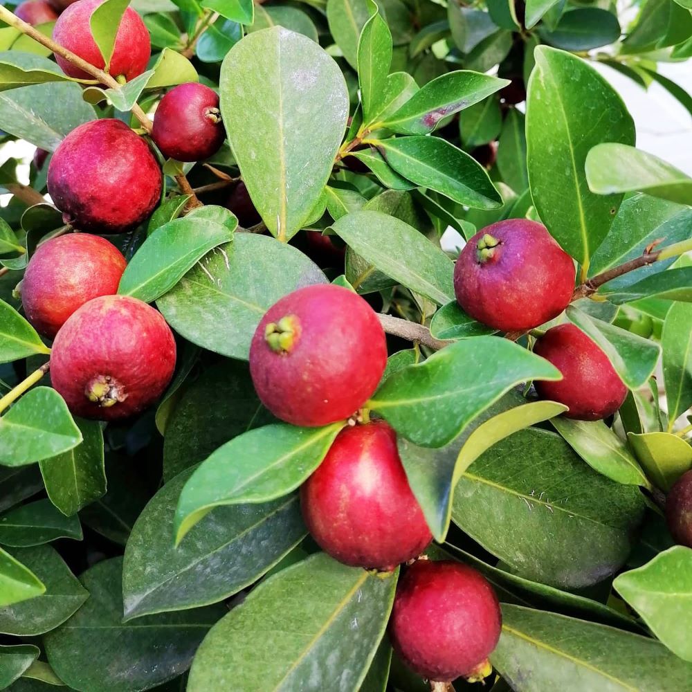 Guava - Strawberry