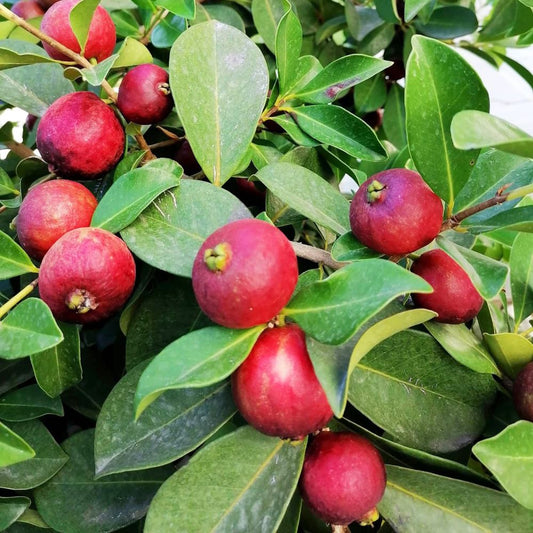 Guava - Strawberry