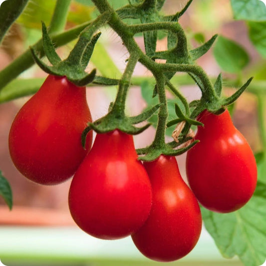Tomato - Gum Drop F1