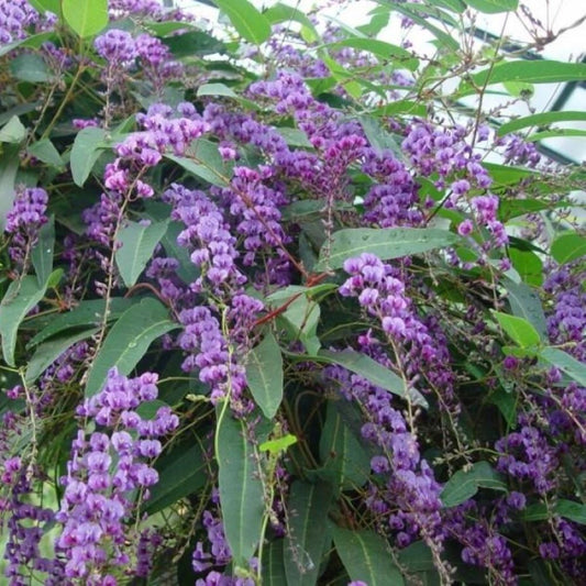 Happy Wanderer - Purple