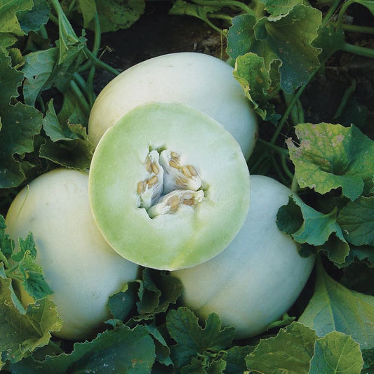 Honeydew Melon