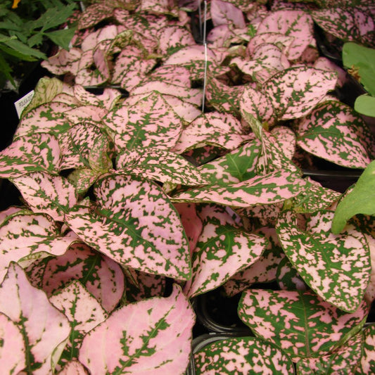 Polka Dot Plant - Pink
