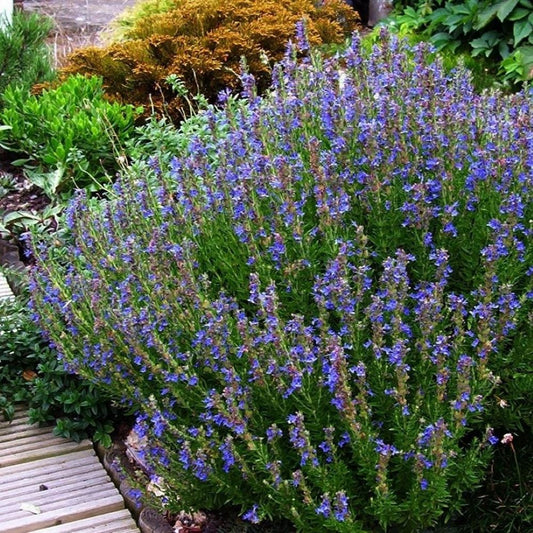 Hyssop