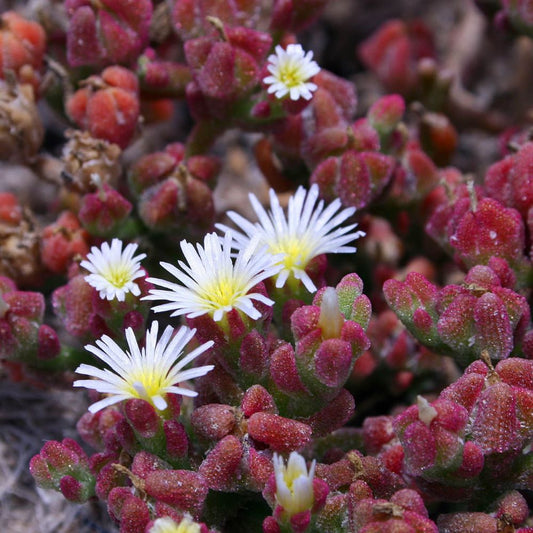 Ice Plant