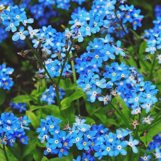 Forget Me Not - Indigo Compacta