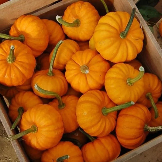 Pumpkin - Jack be Little