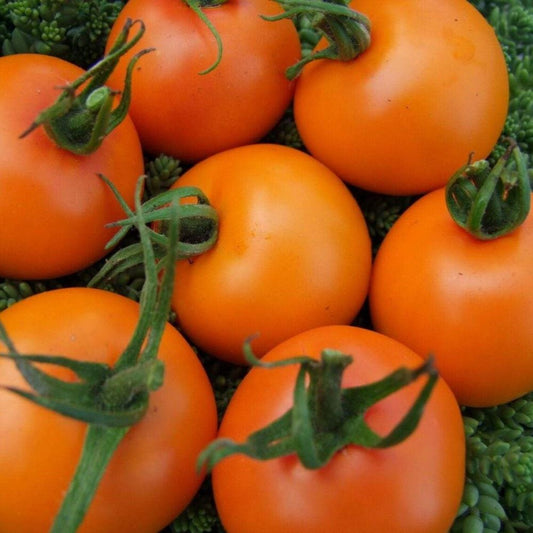 Tomato - Jaune Flamme